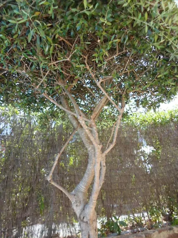 Casa No Chupal Villa São Brás de Alportel Сasa de vacaciones